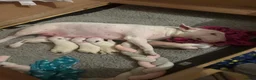 English Bull Terrier dogs for sale: Beautiful English Terrier Puppies Available  in Chigwell - Advert 1