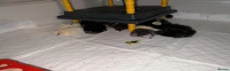 Chickens poultry for sale: Silkie Chicks mixed colours 17 left  in Hebburn - Advert 18