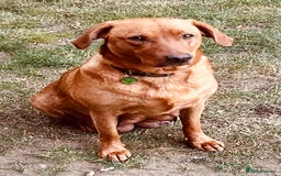 Labrador Retriever dogs for sale: 3 beautiful bitch puppies - Image 5