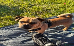 Jug dogs for stud: Archie  - Image 3