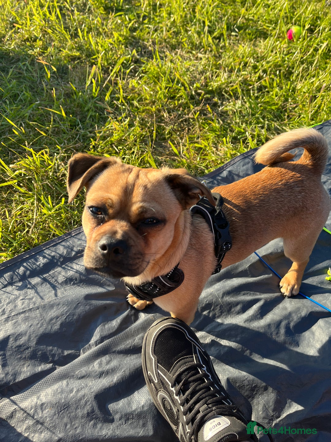 Jug dogs for stud: Archie  - Image 3