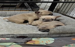 French Bulldog dogs for sale: Unique and Beautiful French bulldogs puppies  - Image 10