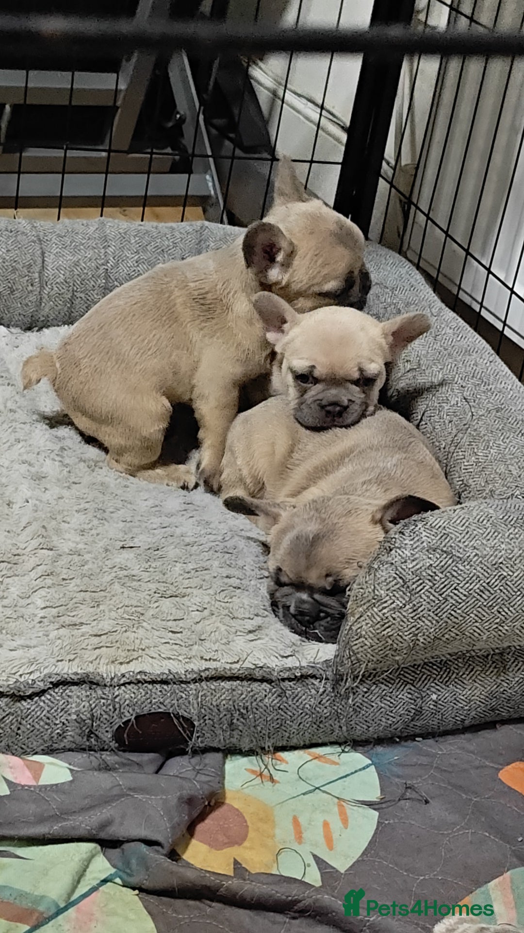 French Bulldog dogs for sale: Unique and Beautiful French bulldogs puppies  - Image 10