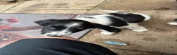 English Springer Spaniel dogs for sale: Engilish springer spaniel puppies  - Advert 30