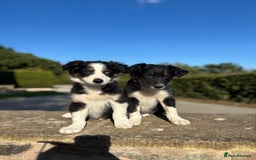 Border Collie dogs for sale: Tri coloured collie pups - Image 1