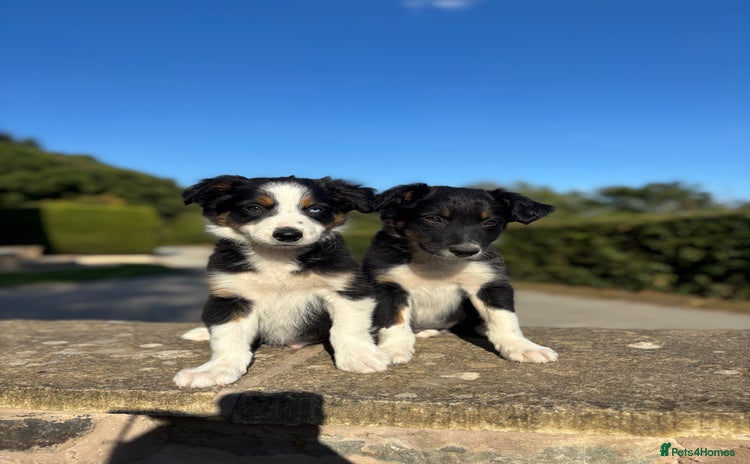 Border Collie dogs - Advert 1