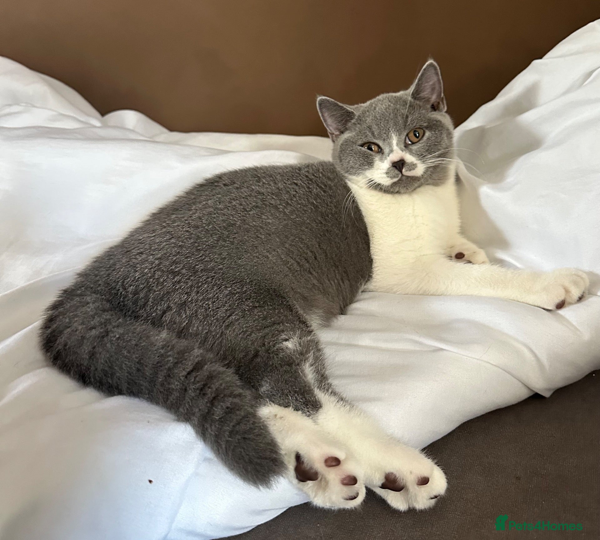 British Shorthair cats READY NOW!Last 2 boys!Blue/White British Shorthair - Advert 1