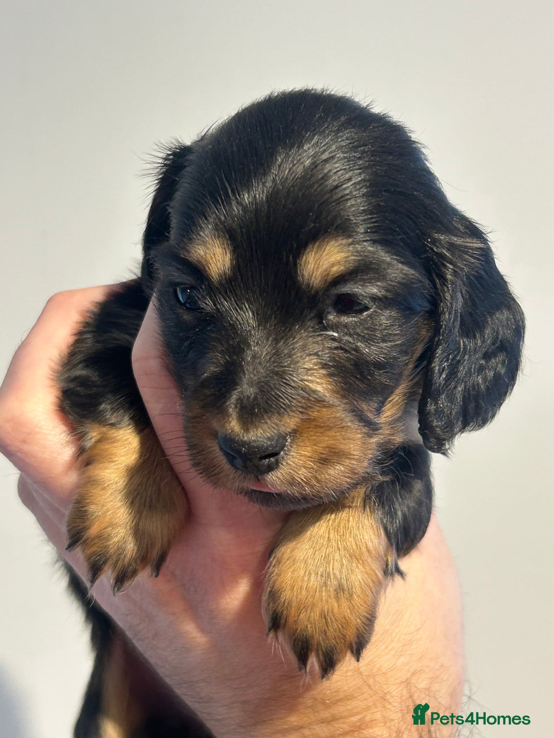 Miniature Dachshund dogs for sale: Black and Tan Miniature Daschund  - Advert 22