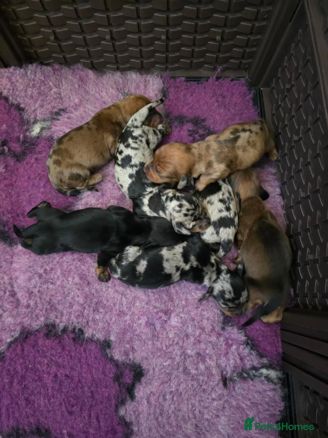 Miniature Dachshund dogs for sale: Gorgeous mini dachshund puppies in Morecambe - Advert 9