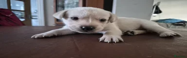 Labrador Retriever 5