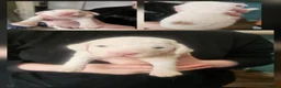 Cockapoo dogs for sale: 4 beautiful F2 cockapoo puppies for sale - Advert 15