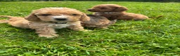 Cockapoo dogs for sale: Beautiful F1 cockerpoo puppies  - Advert 5