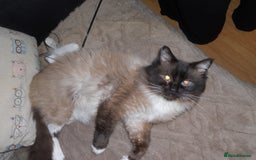 Ragdoll cats for sale: 😎 RAGDOLL KITTENS PUREBRED 100% STOKE 😍 - Image 17