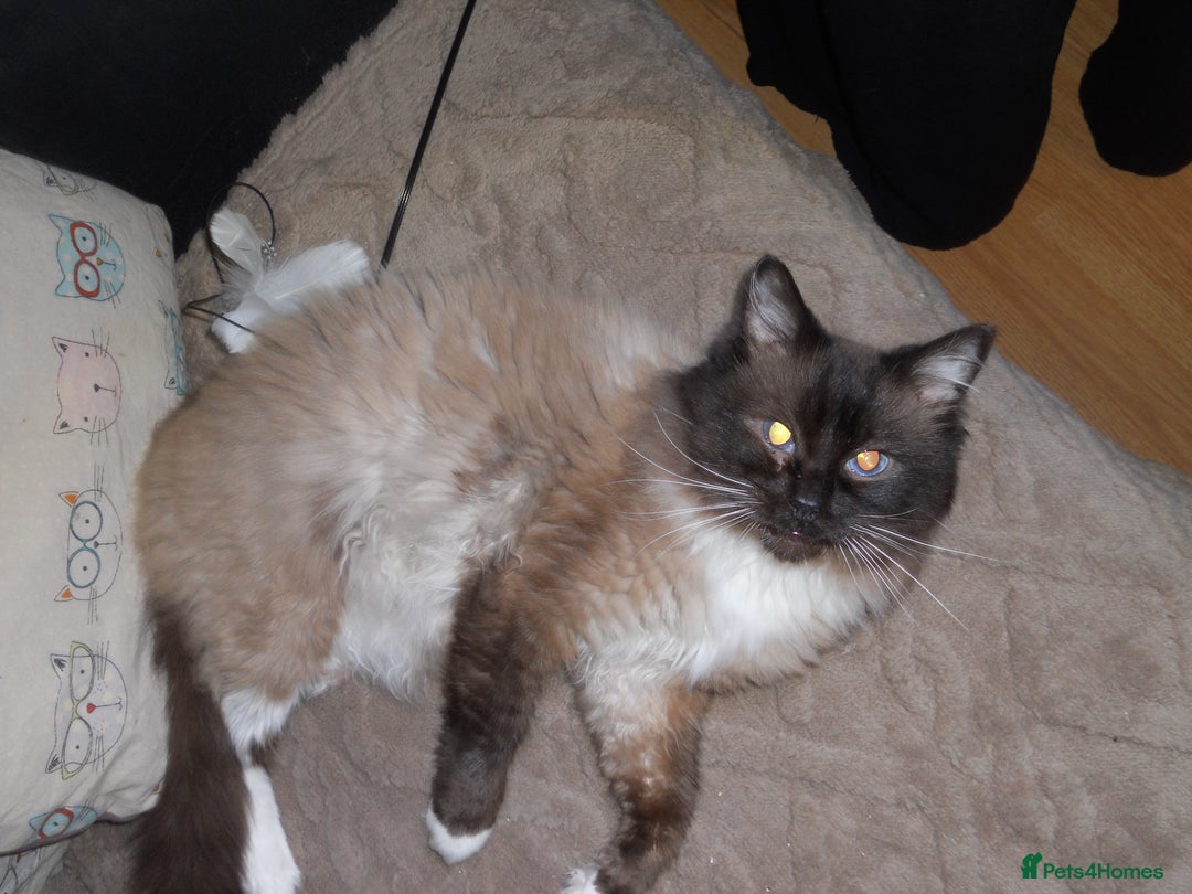 Ragdoll cats for sale: 😎 RAGDOLL KITTENS PUREBRED 100% STOKE 😍 - Image 17