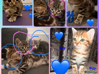 Mixed Breed cats Russian blue/ bangal - Advert 6