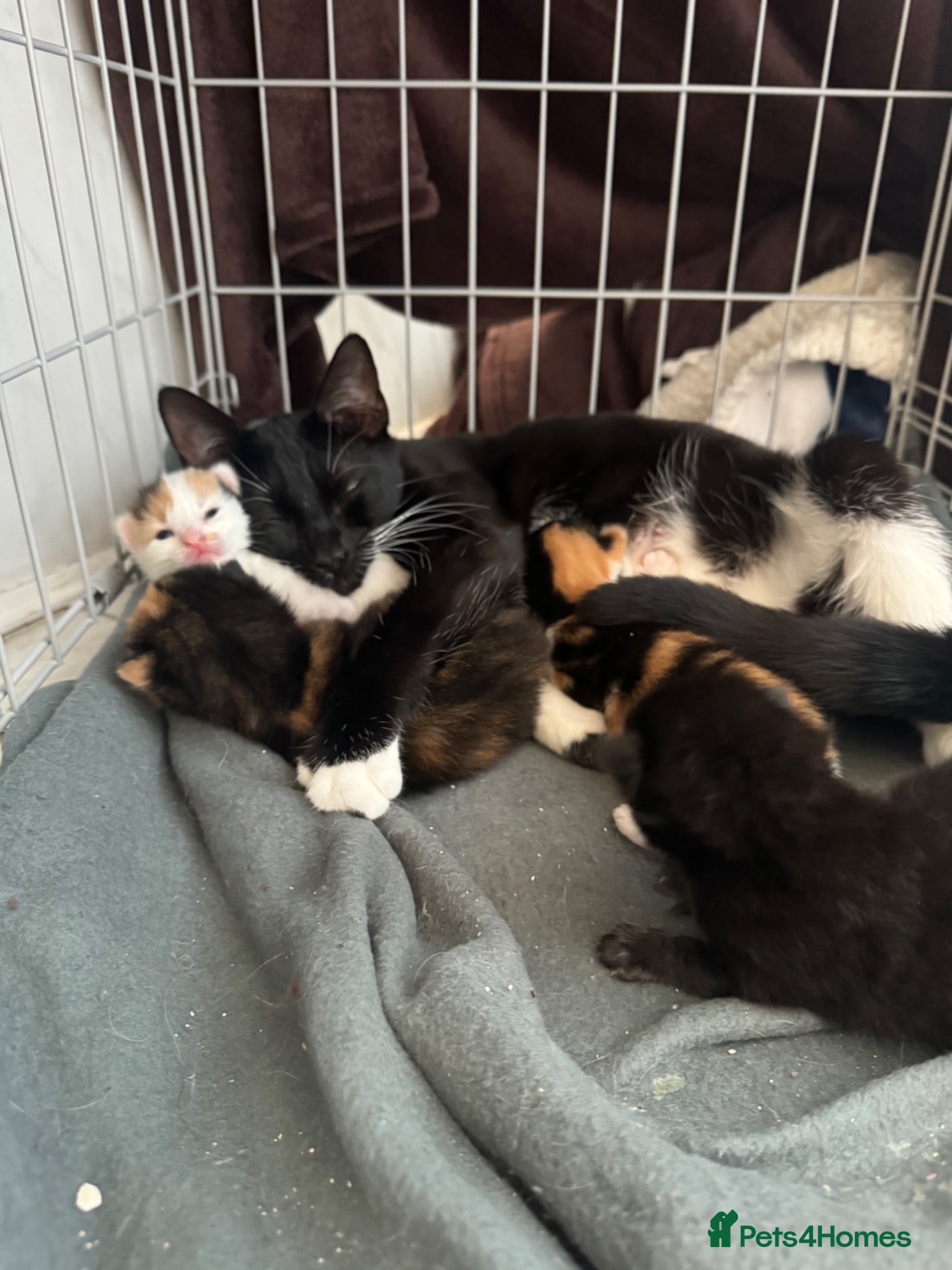 Domestic Shorthair cats Kittens for sale - Advert 1