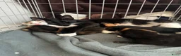 Domestic Shorthair cats for sale: Kittens for sale - Advert 1
