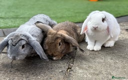 Mini Lop rabbits for sale: 3 bonded rabbits mini lops - Image 1