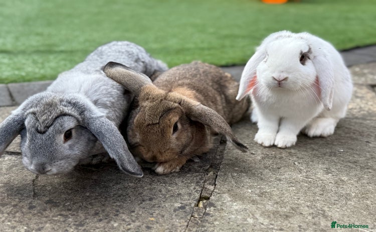 Mini Lop rabbits - Advert 1