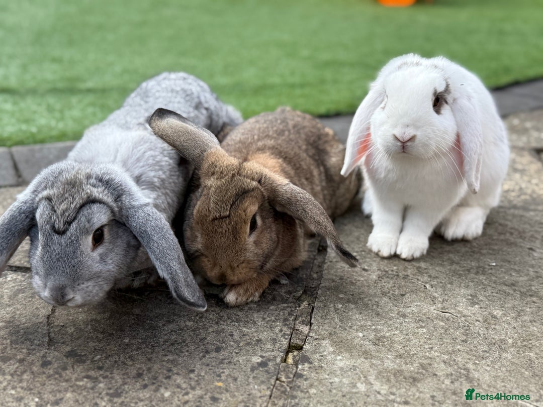Mini Lop rabbits for sale: 3 bonded rabbits mini lops - Image 1