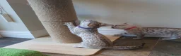 Bengal cats for sale: 🐆💕Very Beautiful Tica Registered Bengal Kittens. - Advert 22