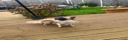 Chihuahua dogs for sale: Male Long Haired Chihuahua! - Advert 3