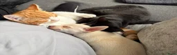 Chihuahua dogs for sale: 6 month old Female Chihuahua - Advert 10
