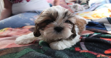 Shih Tzu dogs - Advert 2