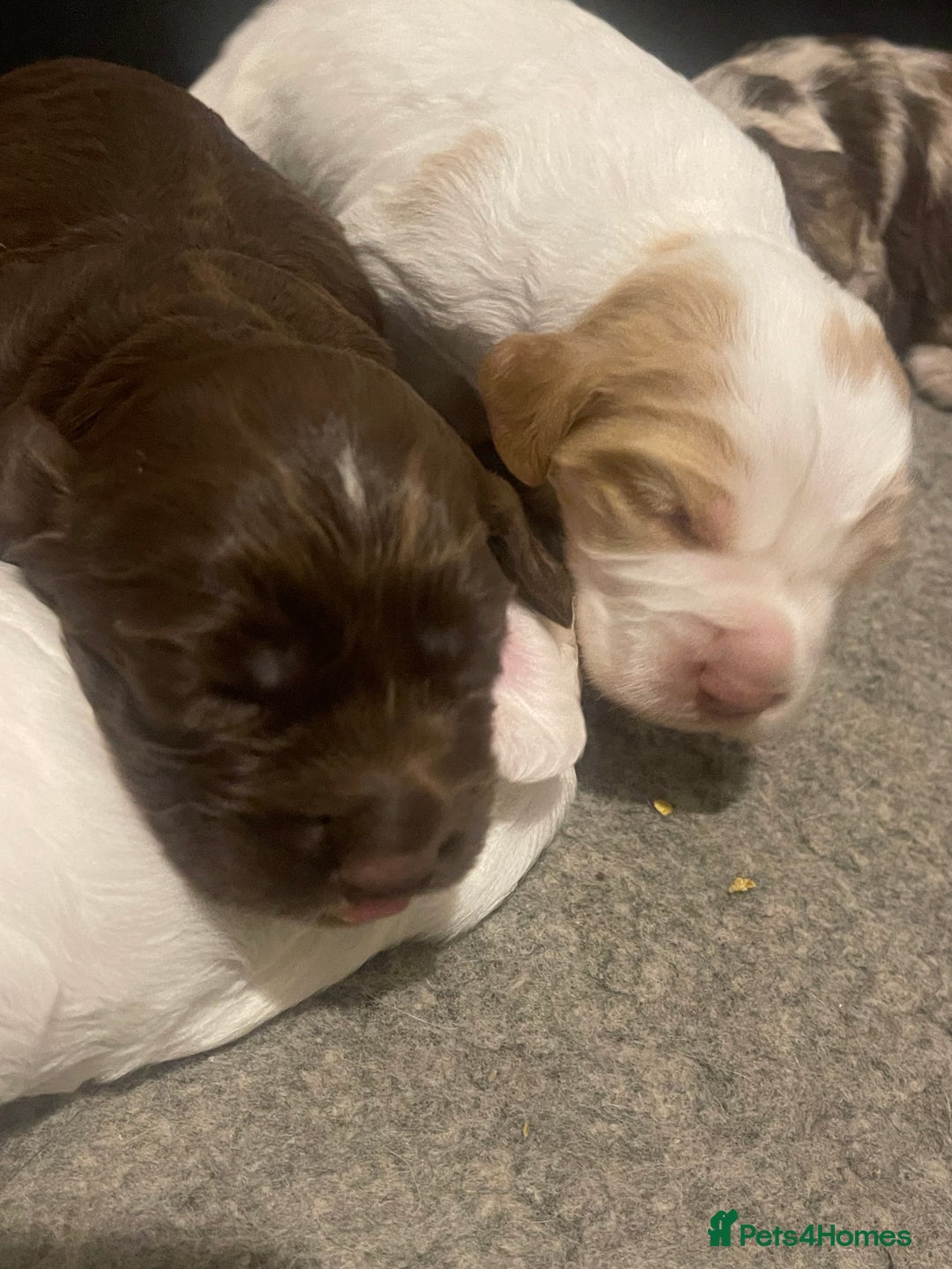 Cocker Spaniel dogs for sale:  Cocker Spaniel Puppies – Ready Soon - Advert 7