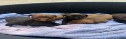 Patterdale Terrier dogs for sale: Patterdale Puppies - Advert 19