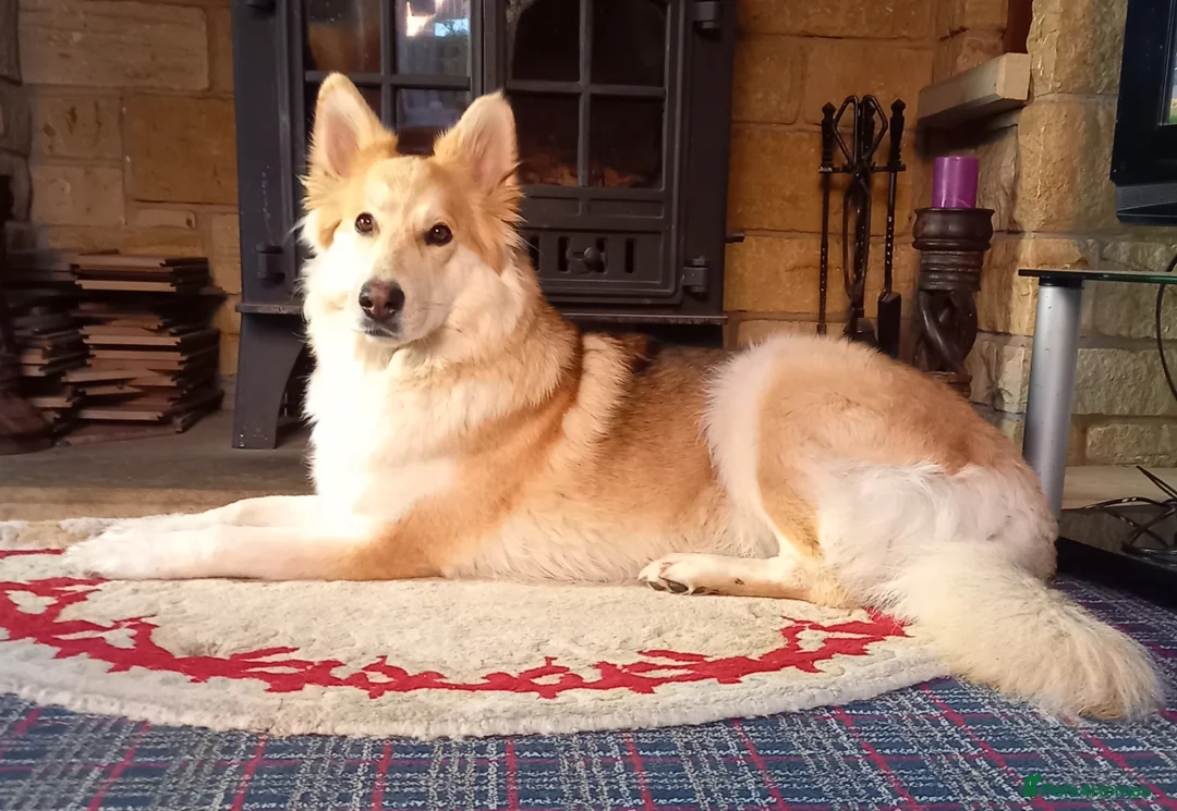 German Shepherd dogs for sale: Gorgeous German Shepherd pups for sale - Advert 2