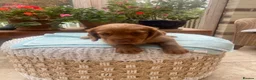 Cocker Spaniel dogs for sale: Two handsome chocolate brown and golden males  - Advert 11