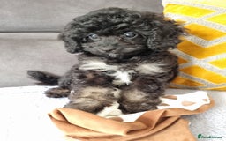 Cockapoo dogs for sale: Fully Vaccinated, Adorable small Cockapoo puppies - Image 13