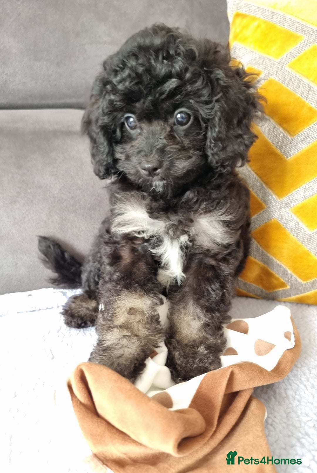 Cockapoo dogs for sale: Fully Vaccinated, Adorable small Cockapoo puppies - Image 13