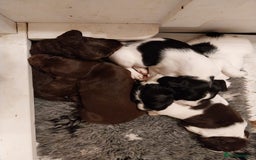 Springador dogs for sale: Dexter - Advert 3