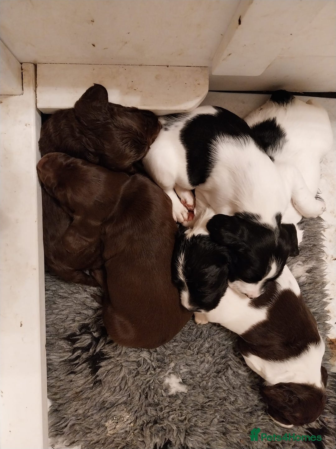 Springador dogs for sale: Dexter - Advert 3