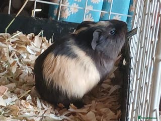 Guinea Pig rodents Female Guinea Pigs £40 (REDUCED) - Advert 14