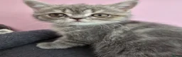 Exotic cats for sale: GCCF Registered Exotic kittens in Wingate - Advert 1