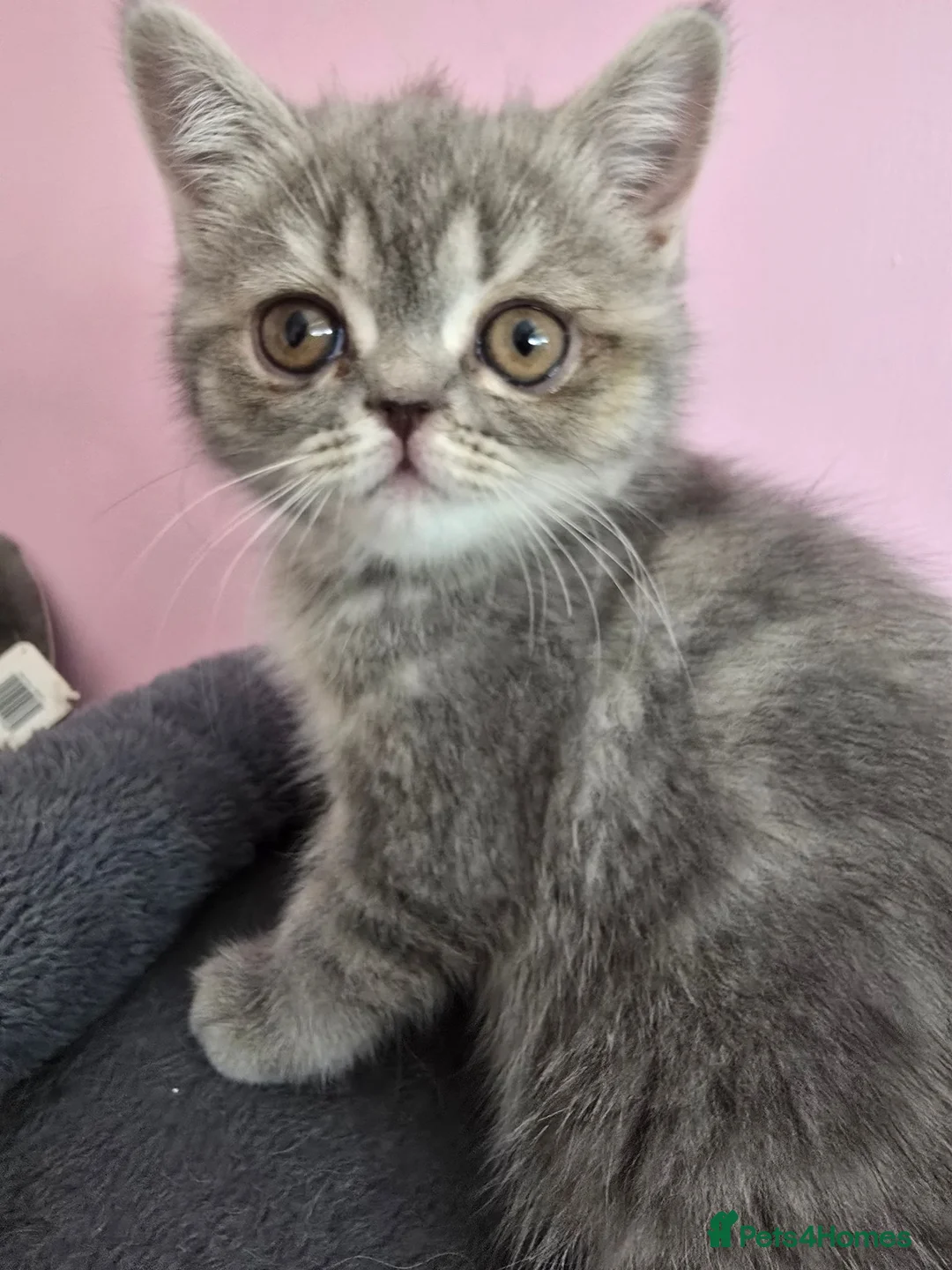 Exotic cats for sale: GCCF Registered Exotic kittens in Wingate - Advert 1