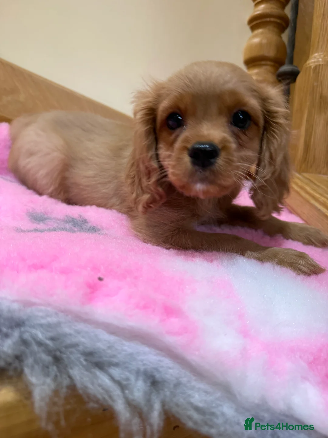 Cavapoochon dogs for sale: Cavapoochon - Advert 3