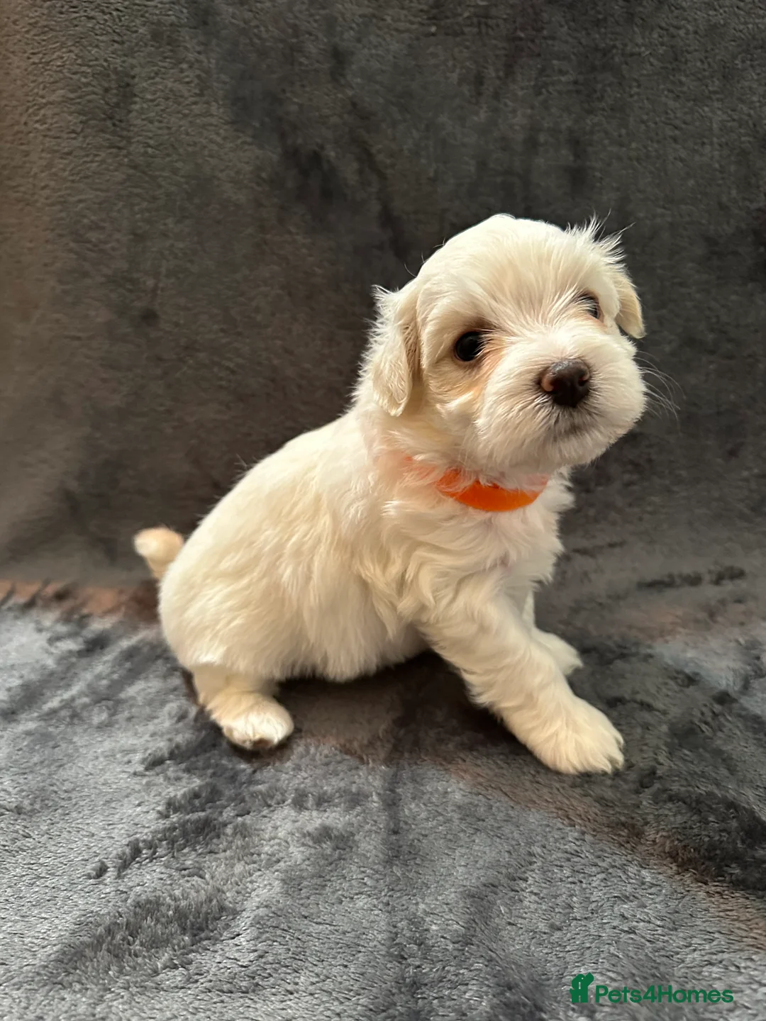 Bichon Frise dogs for sale: Adorable Bichon Frise Puppies - Advert 2