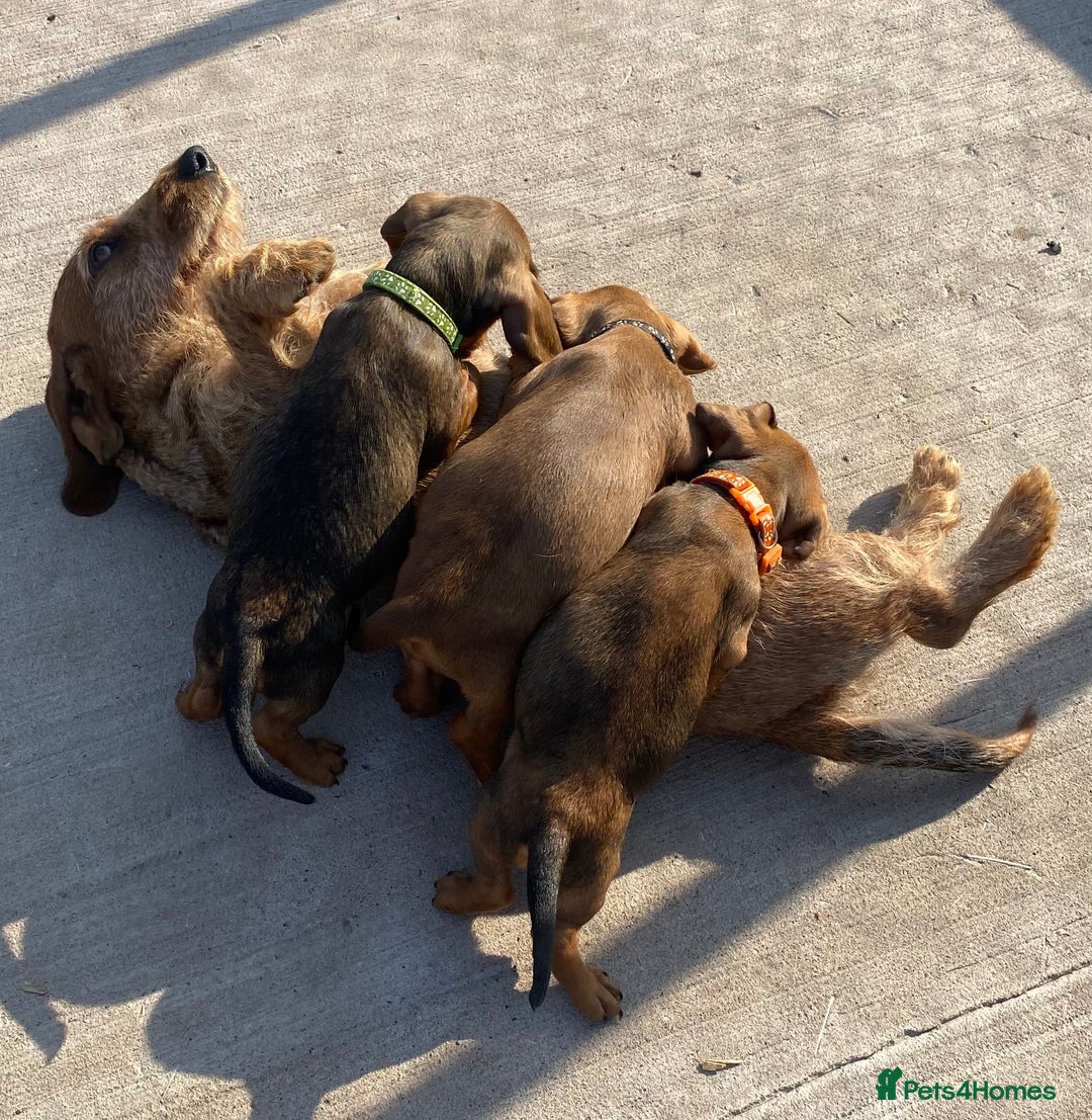 Miniature Dachshund dogs for sale: Quality Dachshund puppies - Image 22