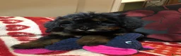 Mixed Breed dogs for sale: shihtzu/westie x toy poodle puppies for sale  - Advert 4