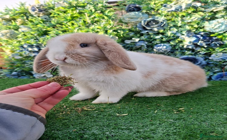 Mini Lop rabbits Beautiful Mini Lop buck ready now  - Advert 3