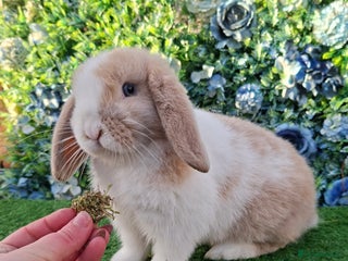 Mini Lop rabbits Beautiful Mini Lop buck ready now - Advert 2