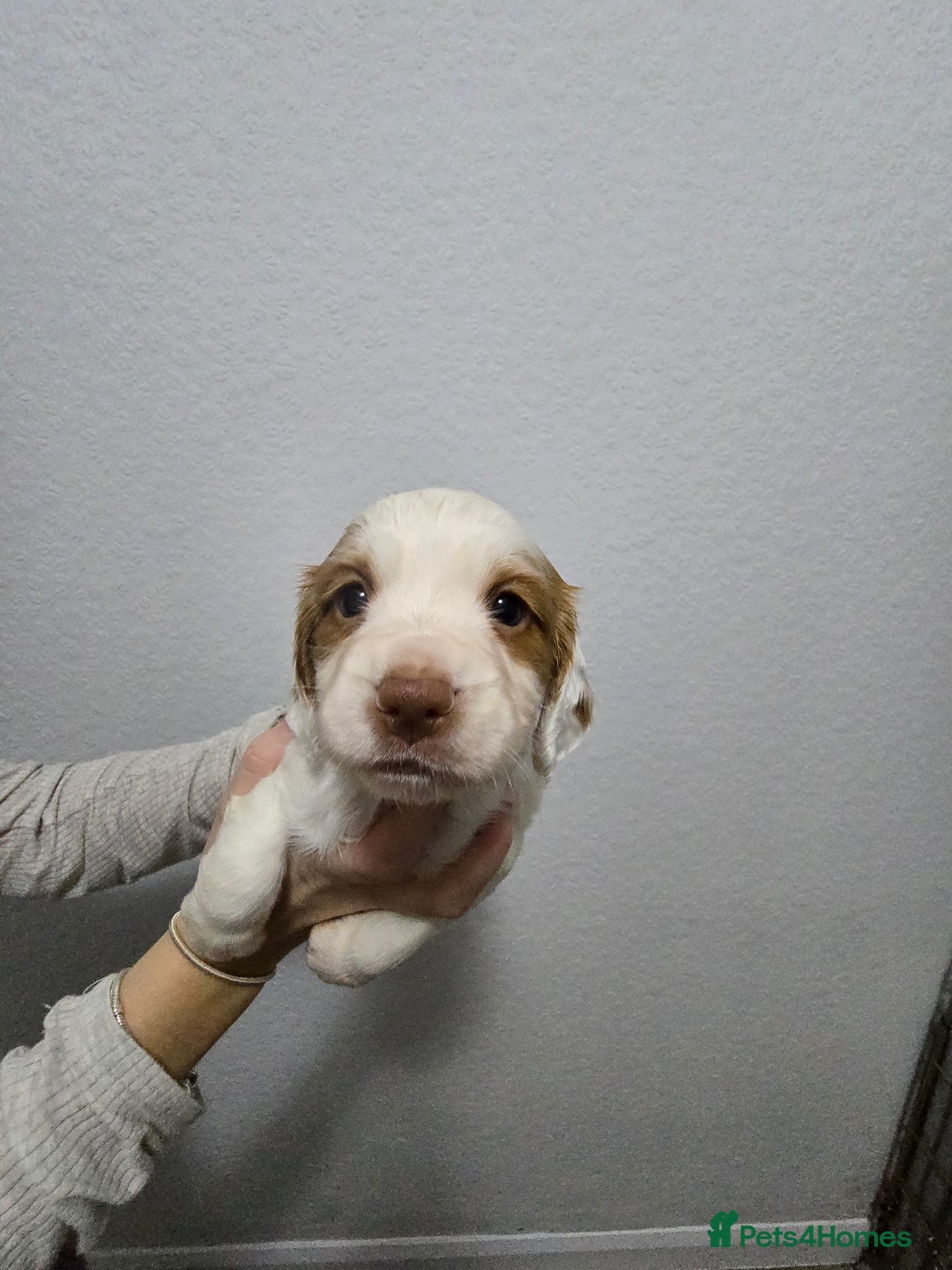 Cocker Spaniel dogs for sale: Stunning working cocker spaniel pups  - Advert 7