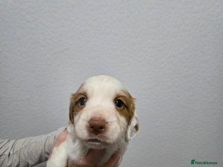 Cocker Spaniel dogs Stunning working cocker spaniel pups - Advert 5