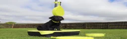 Labrador Retriever dogs for sale: Delightful KC registered litter  - Advert 7