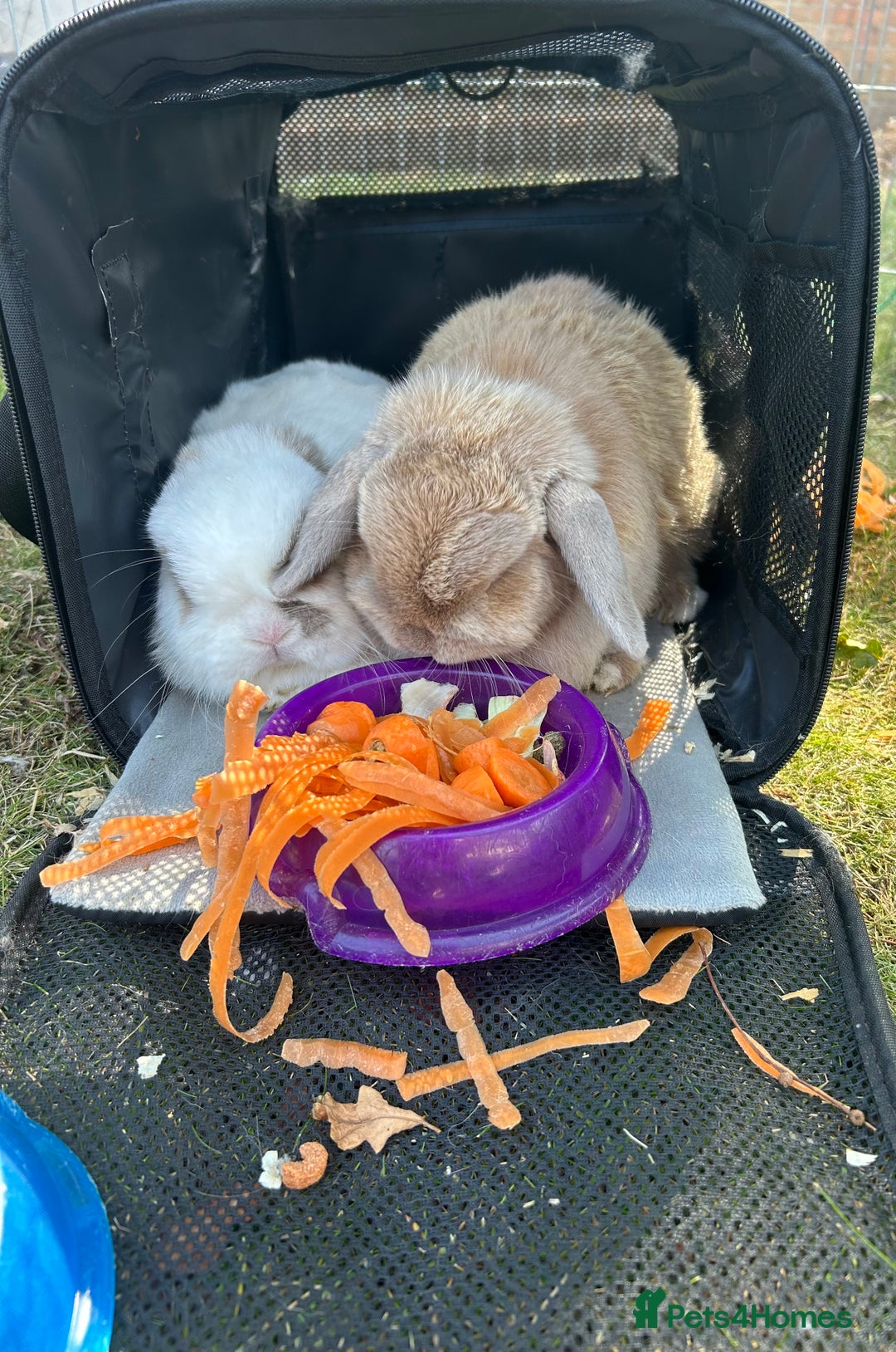 Mini Lop rabbits for sale: Mini Lop Rabbits  - Image 2