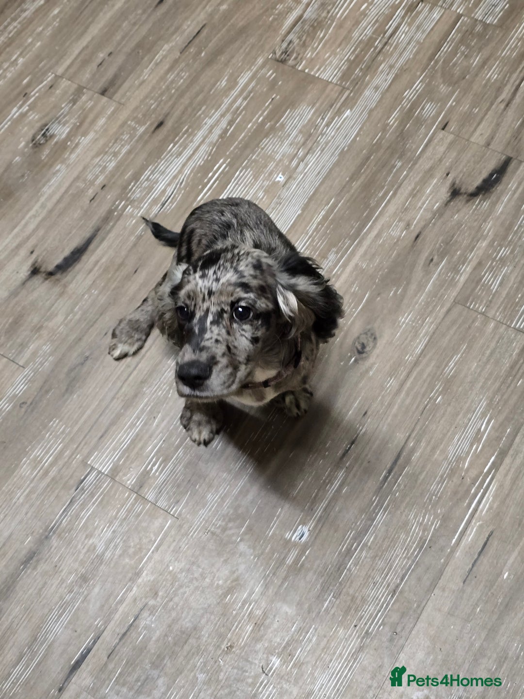 Cocker Spaniel dogs for sale: Female cocker spaniel - Image 3